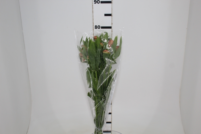 <h4>ALSTROEMERIA CANYON 080 CM</h4>