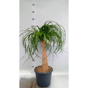 Beaucarnea recurvata
