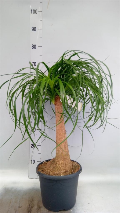<h4>Beaucarnea recurvata</h4>