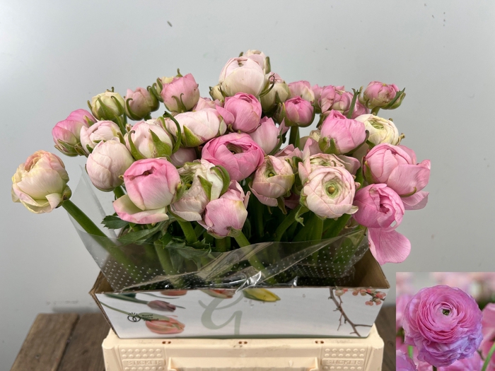 <h4>RAN EL PINK</h4>