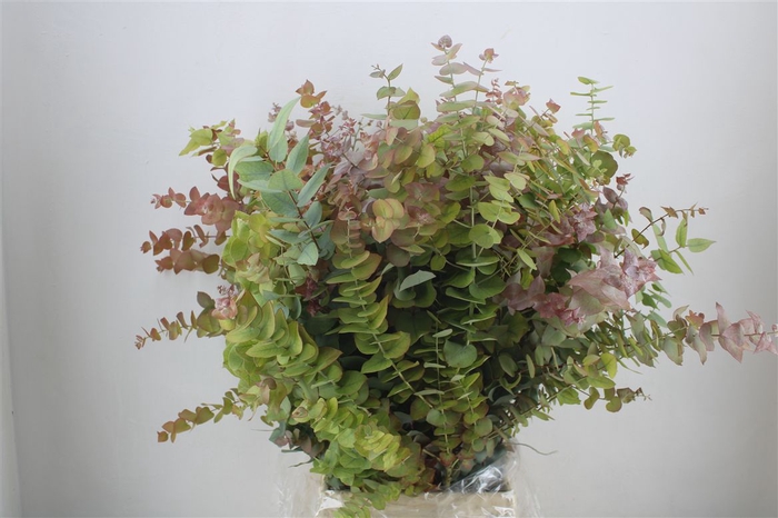 <h4>Euca Stuartiana Autumn P Bunch</h4>