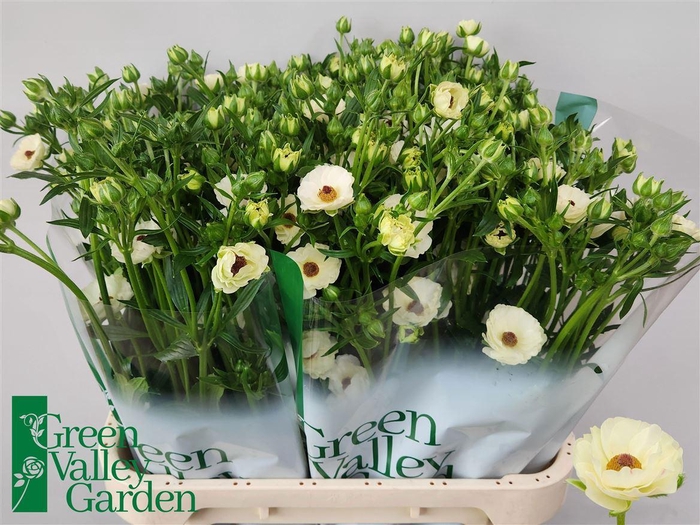 <h4>Ran Co Magical Mascarpon</h4>