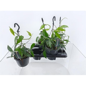 Epipremnum pinnatum hanging 15Ø 35cm