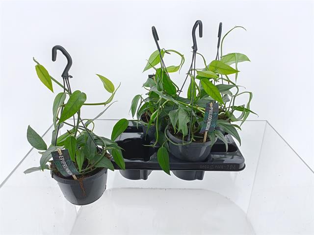 Epipremnum pinnatum hanging 15Ø 35cm