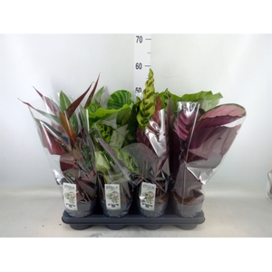 Calathea   ...mix 4