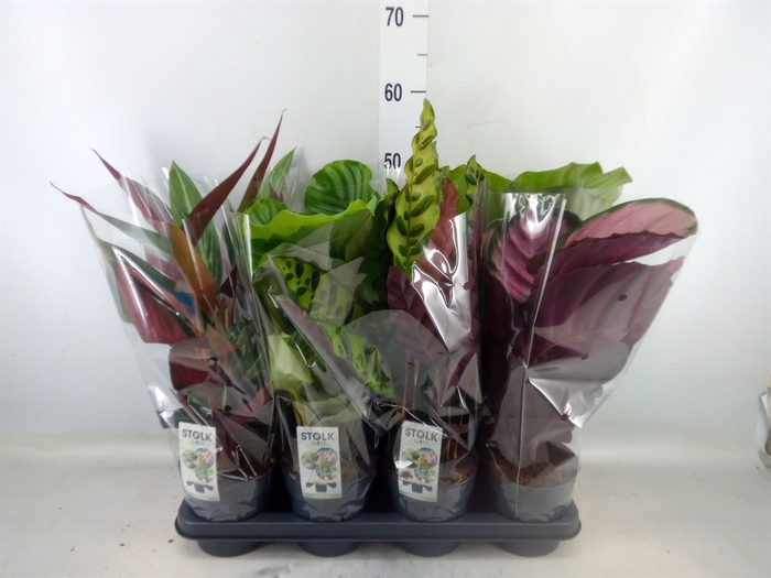 <h4>Calathea   ...mix 4</h4>