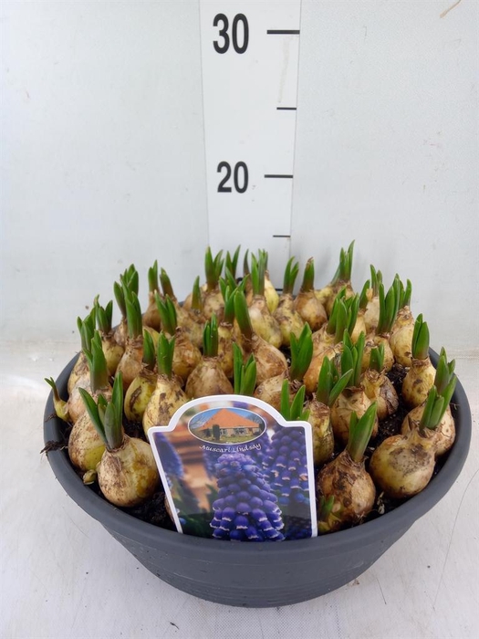 <h4>Muscari  'Lindsay'</h4>