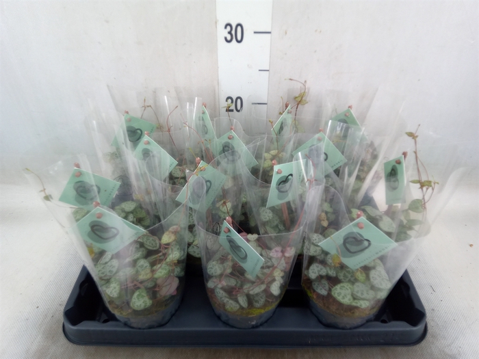 <h4>Ceropegia woodii ssp. woodii</h4>