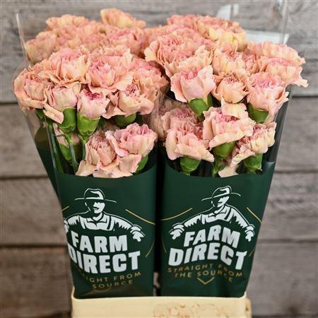 <h4>Di St Creola</h4>