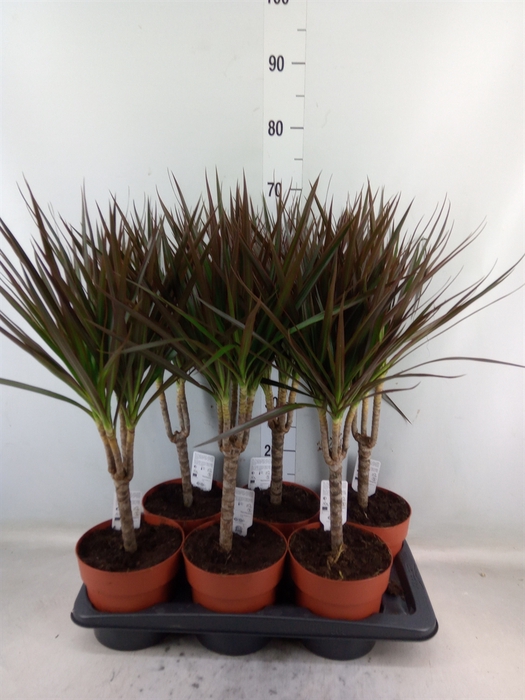 <h4>Dracaena marg. 'Magenta'</h4>