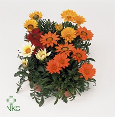 Gazania Big Kiss Mix Layer