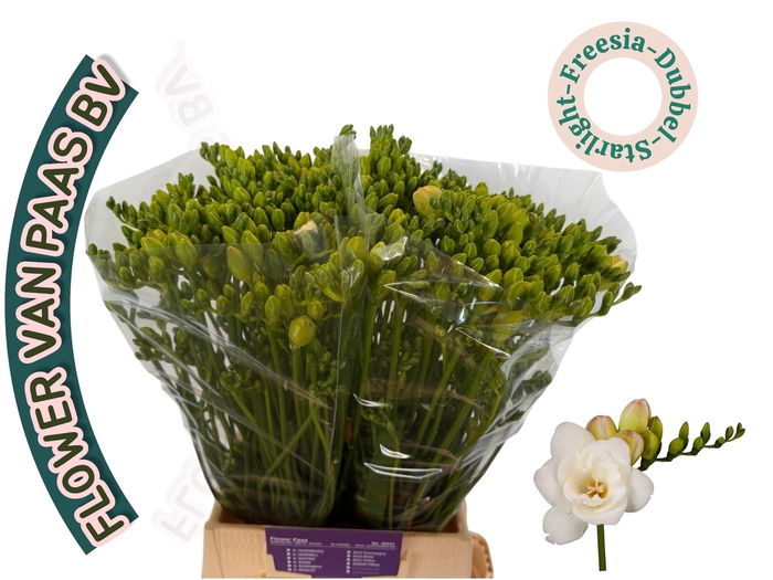 <h4>FR DU STARLIGHT</h4>