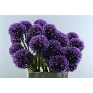 Allium Grootbloemig