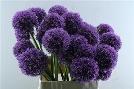 <h4>Allium Grootbloemig</h4>