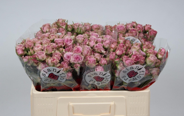 <h4>ROSA TR 'MOTOWN'</h4>