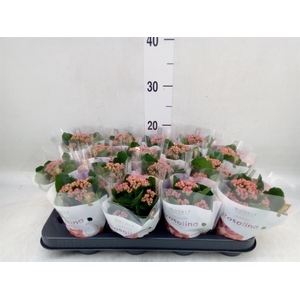 Kalanchoe blos. 'RosDon Alano'