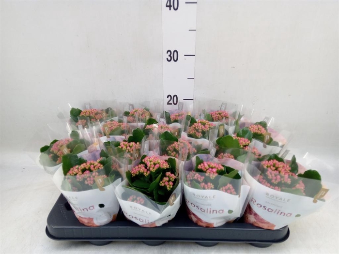 <h4>Kalanchoe blos. 'RosDon Alano'</h4>