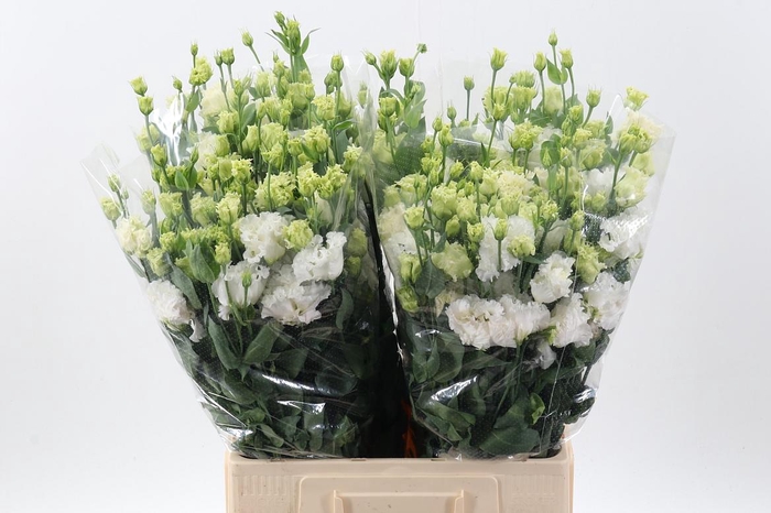 <h4>Eus G Alissa White</h4>