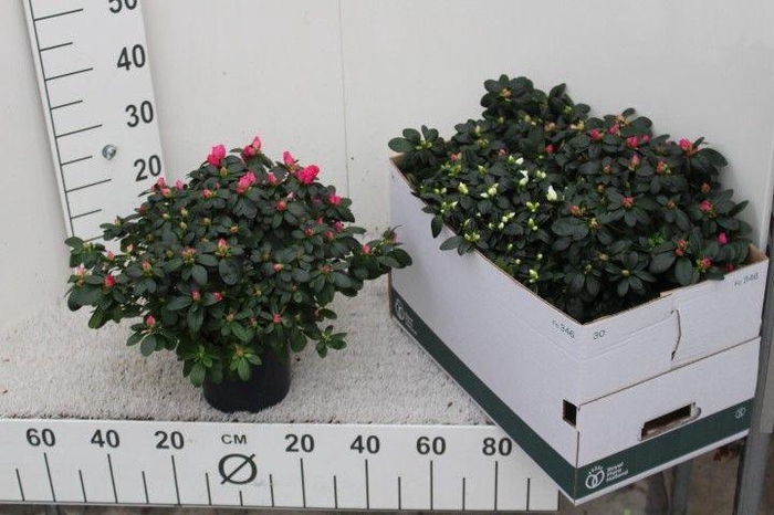 <h4>RHODO SI GEM 3 SRT</h4>