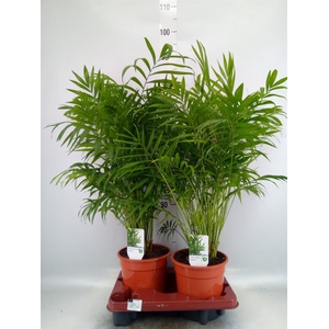 Chamaedorea elegans