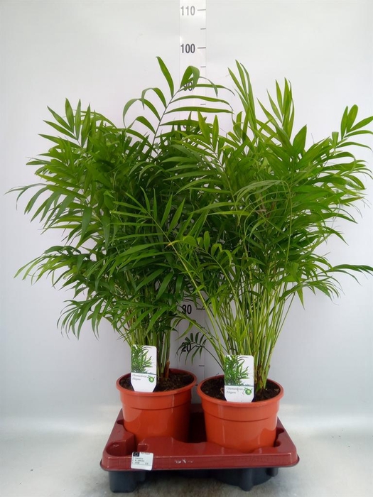 <h4>Chamaedorea elegans</h4>
