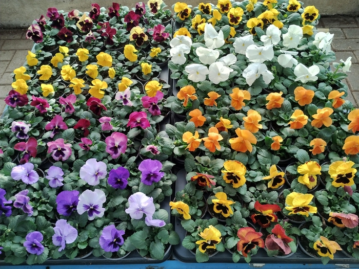 <h4>VIO WI DELTA MIXK</h4>