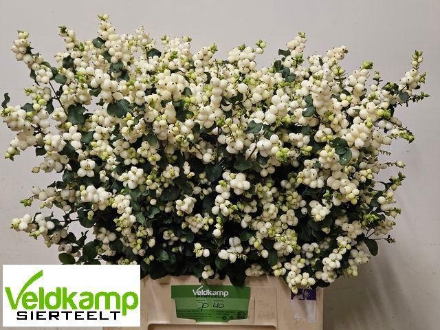 <h4>SYMPHO MAG LEMO LIME</h4>