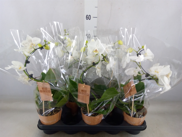 <h4>Phalaenopsis   ...</h4>