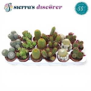 Discover® - Santiago Cactus Mix (Deluxe)