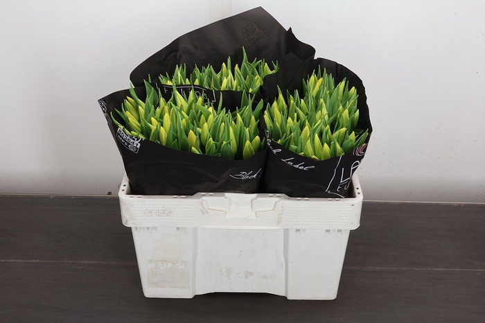 <h4>Tu En Strong Gold</h4>