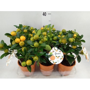 Citrofortunella mic.