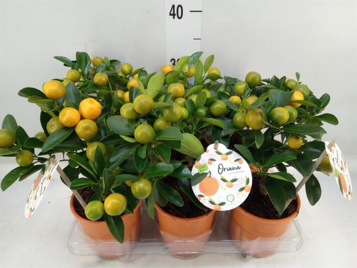 <h4>Citrofortunella mic.</h4>