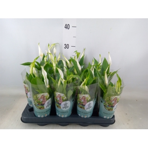 Spathiphyllum  'Pearl Cupido'