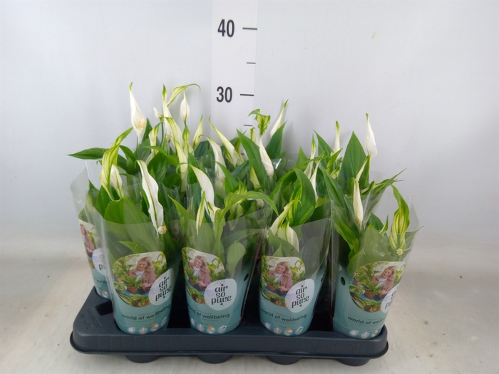 <h4>Spathiphyllum  'Pearl Cupido'</h4>