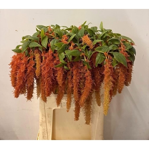 AMAR CA BROWN SPIDER