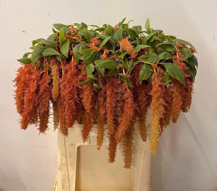 <h4>AMAR CA BROWN SPIDER</h4>