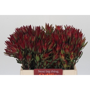 Leucadendron Blush Spray