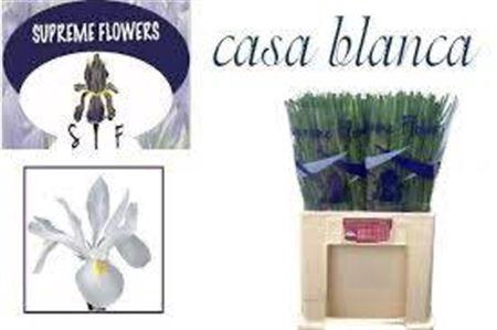 <h4>Iris Casablanca</h4>