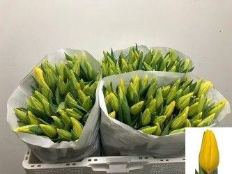 <h4>TU EN STRONG GOLD</h4>