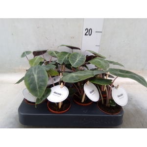 Alocasia   ...