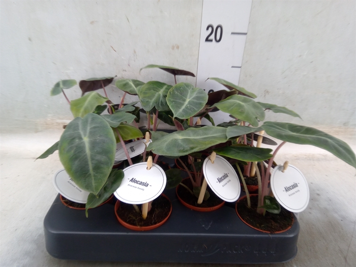 <h4>Alocasia   ...</h4>