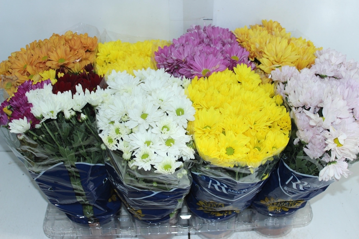 <h4>CRISANTEMO MINI P13</h4>