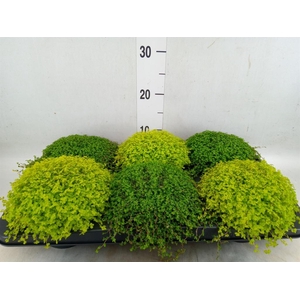 Soleirolia soleirolii   ...mix 2