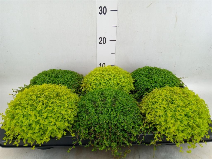 <h4>Soleirolia soleirolii   ...mix 2</h4>