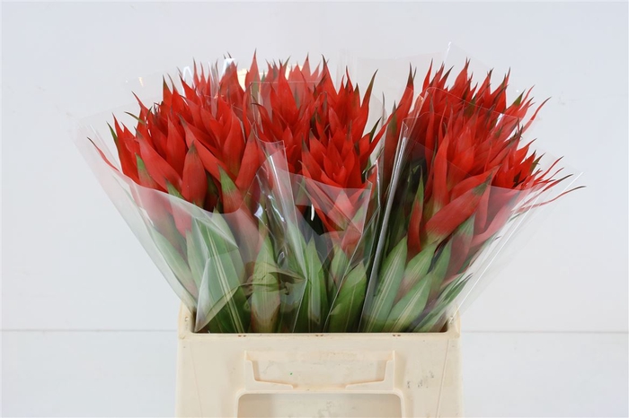 <h4>Bromelia Grand Prix</h4>