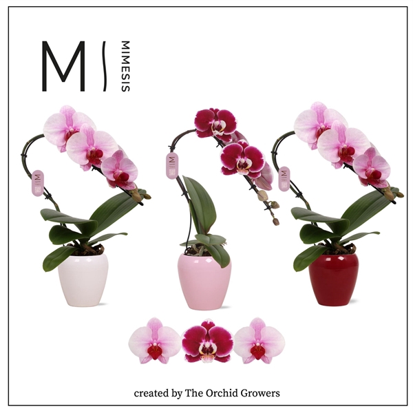 Mimesis Phal. Swan Mix - 1 spike 7cm in Martine Mix Ceramic (Red/Blush)