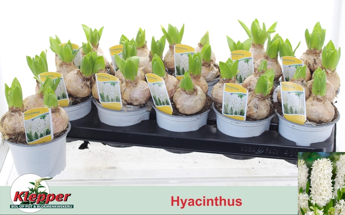 <h4>Hyacin White Pearl</h4>