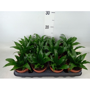 Dracaena frag. 'Compacta'