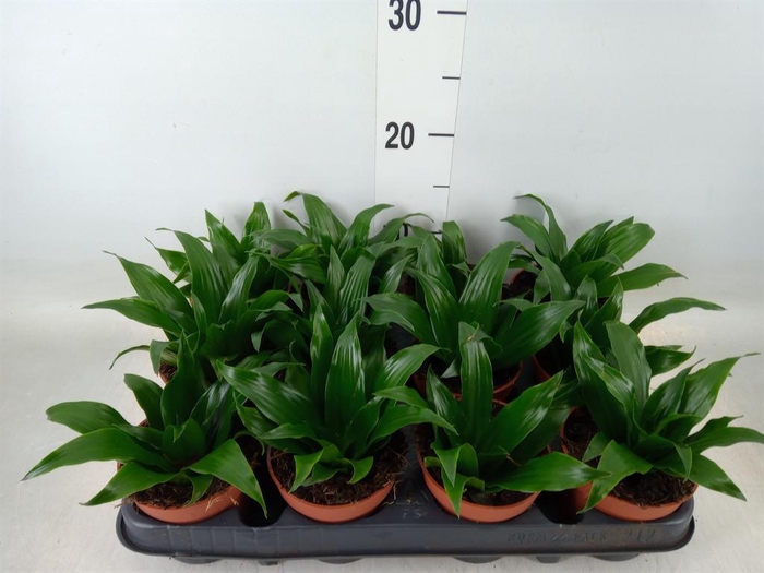 <h4>Dracaena frag. 'Compacta'</h4>