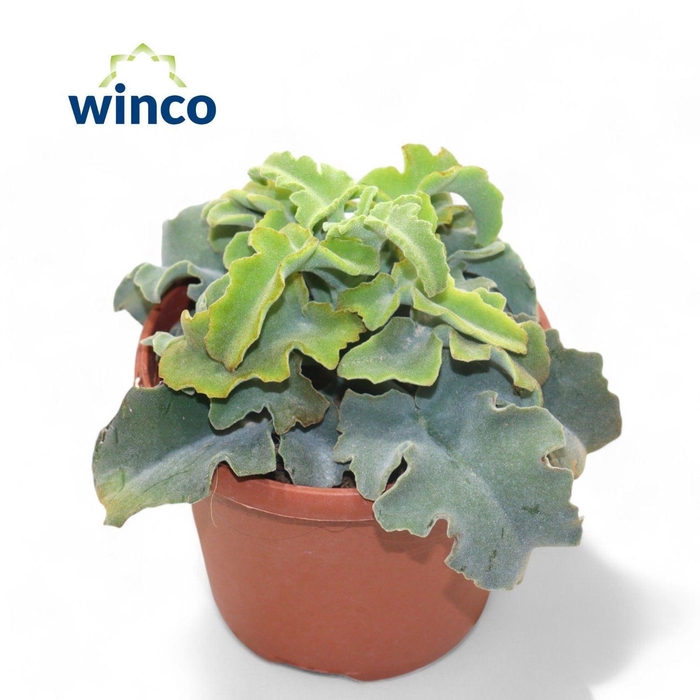 <h4>KALANCHOE OV</h4>